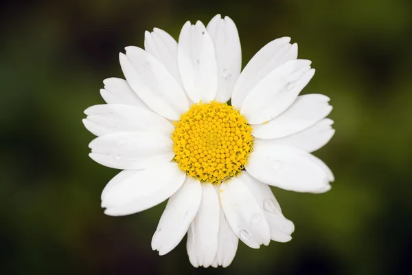 Daisy flower macro shot — Stock Photo, Image