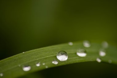 Çimenlere su damlıyor.