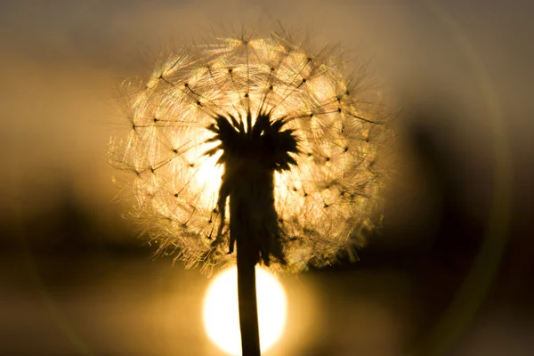 Dandelion clock on sunset. — Stock Photo, Image