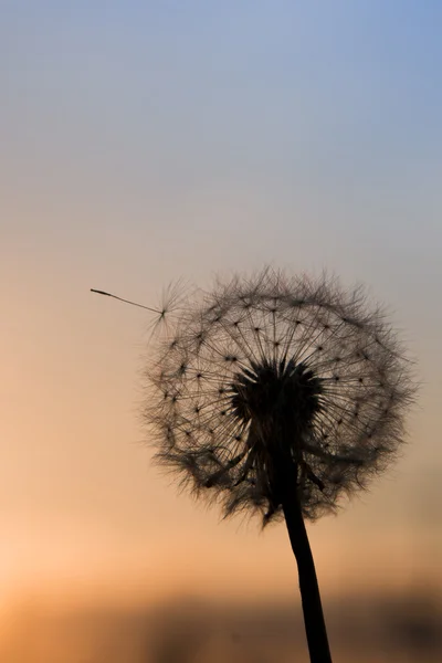 Horloge pissenlit au coucher du soleil . — Photo