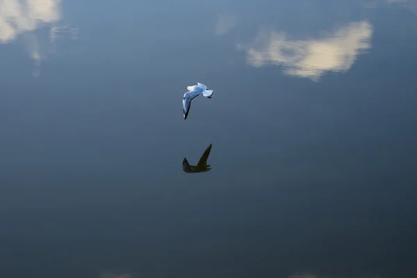 Gaviota volando sobre el charco — Foto de Stock