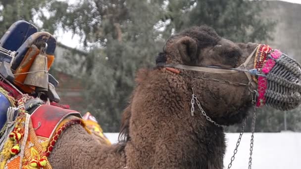Camello y el hombre ama el camello . — Vídeo de stock