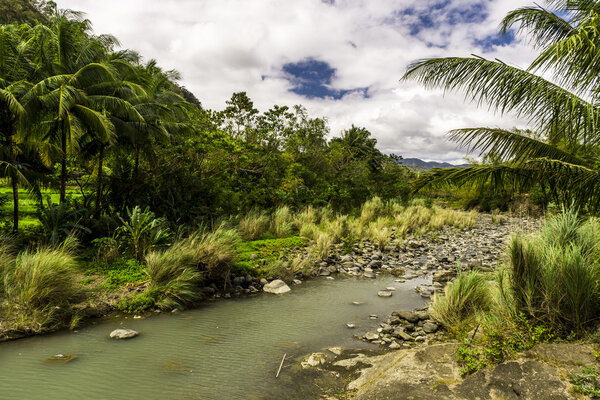 Пальмы и природа
.