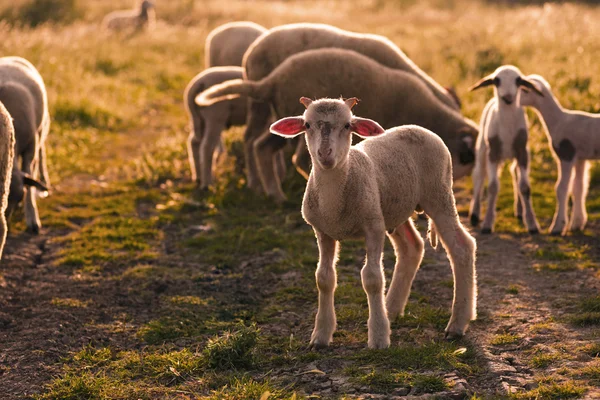 自然の中の子羊 — ストック写真