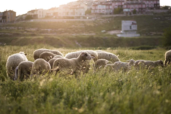 Manada de ovinos no prado — Fotografia de Stock