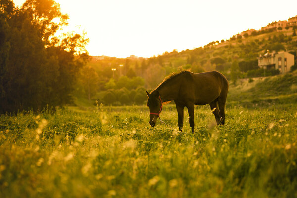 Horse in meadow