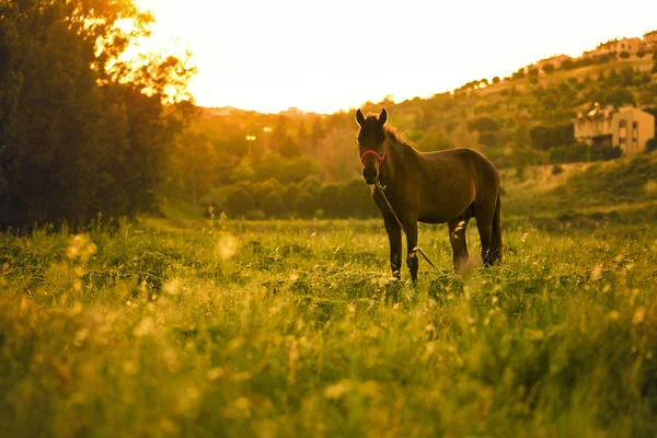 Cheval dans la prairie — Photo