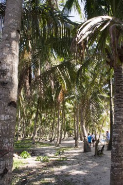Palmiye ağaçları Boracay