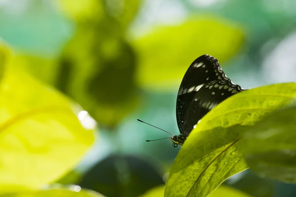 Μαύρη πεταλούδα σε πράσινα φύλλα — Φωτογραφία Αρχείου