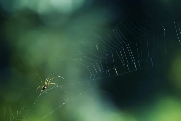 Aranha macro tiro na rede . — Fotografia de Stock