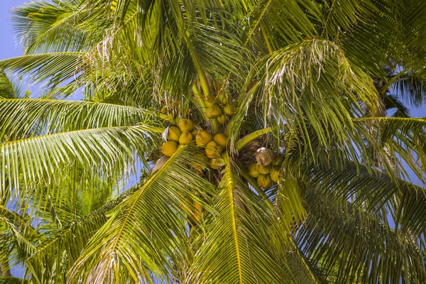 Palm tree and coconuts. — Stock Photo, Image
