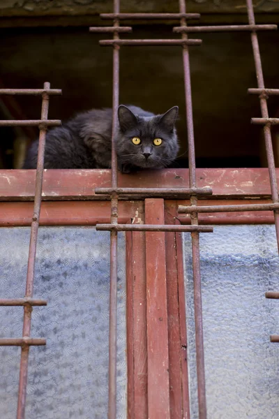 ウィンドウ上に黒猫. — ストック写真