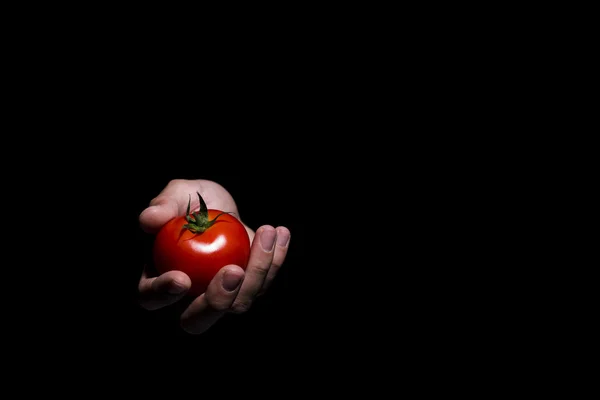 Mano sosteniendo un tomate . — Foto de Stock