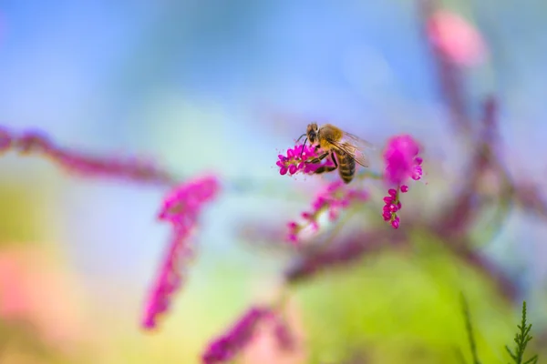 Bee close up shot. — Stock Photo, Image