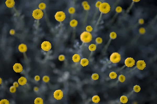 Blüten Blumen Textur. — Stockfoto