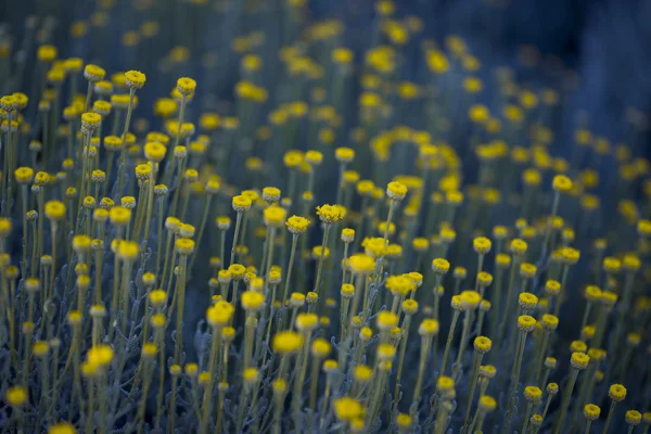Flores flor textura . — Fotografia de Stock