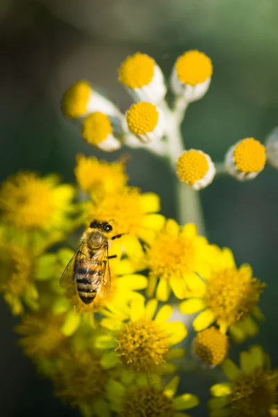 Včela zblízka střílel. — Stock fotografie