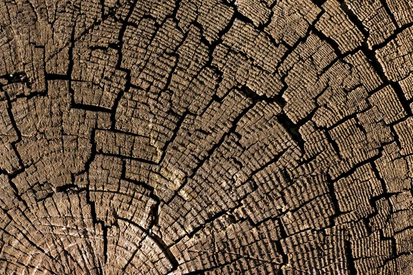 Deep cracked stump. — Stock Photo, Image