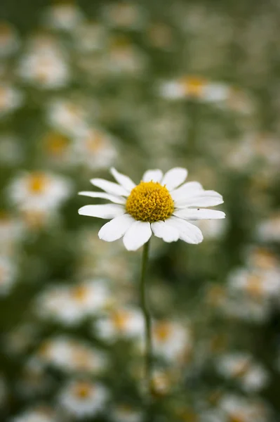 Single daisy in the daisy field. — Stock Photo, Image