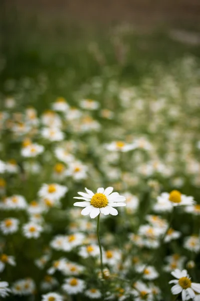 Single daisy in the daisy field. — Stock Photo, Image
