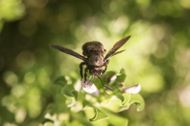 Hornet bir çiçek üzerinde