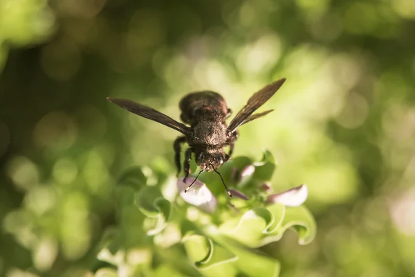 Hornet em uma flor — Fotografia de Stock