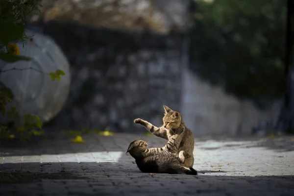 Flor で遊ぶ子猫. — ストック写真