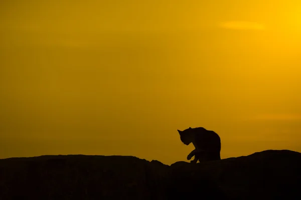 Silhouette of a cat. — Stock Photo, Image