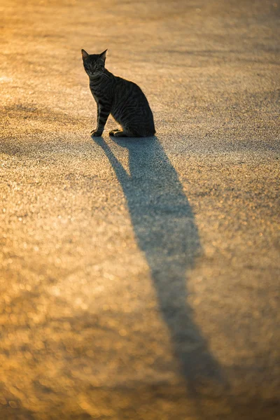 ぶち猫シルエット — ストック写真