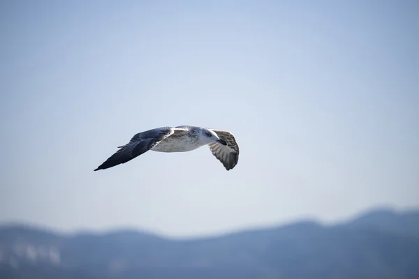 Чайка soaring на повітрі — стокове фото