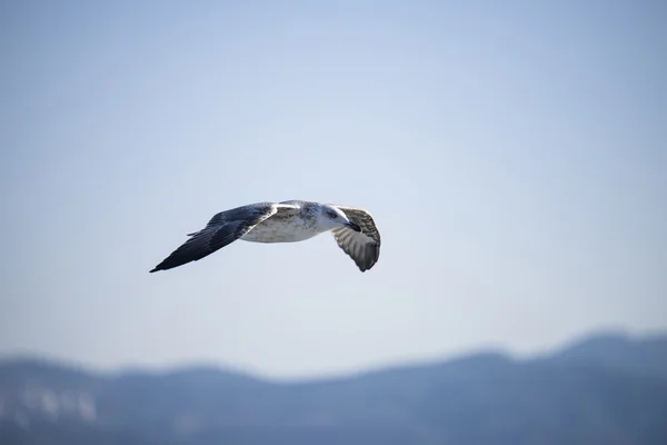 La mouette vole en plein air — Photo