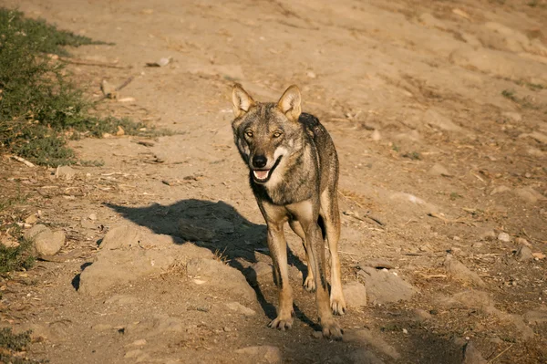 Loup dans le parc national . — Photo