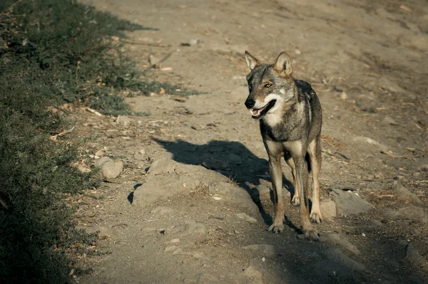 국립공원에 있는 늑대. — 스톡 사진