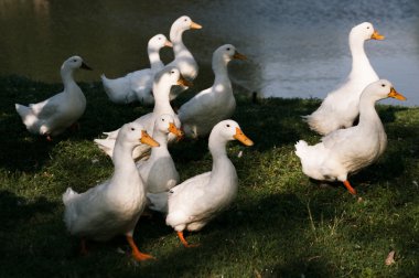 Çimenlerin üzerinde beyaz ördek.