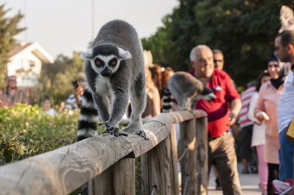 Lémuriens marchant sur la clôture . — Photo