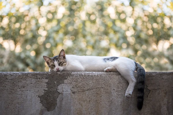 Gato deitado em uma parede . — Fotografia de Stock