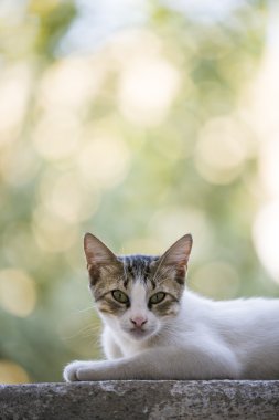 Bir duvara yalan kedi.