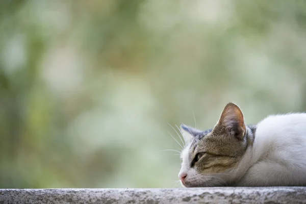 Gato acostado en una pared . — Foto de Stock