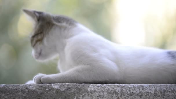 Katze auf einer Mauer liegend. — Stockvideo