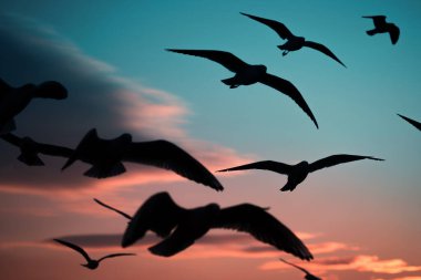 Gün batımında mavi ve kırmızı gökyüzünde martıların silueti.