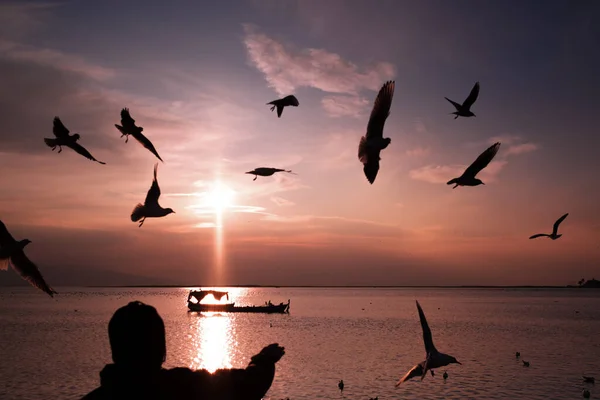 Gaviotas Silueta Sobre Mar Hombre Marco Que Alimenta Las Gaviotas —  Fotos de Stock