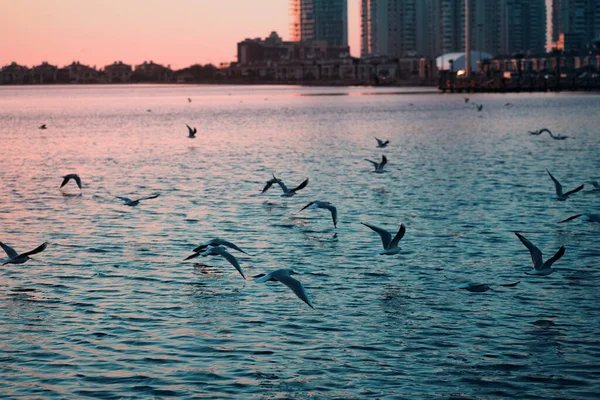 Las Gaviotas Vuelan Sobre Mar Atardecer —  Fotos de Stock