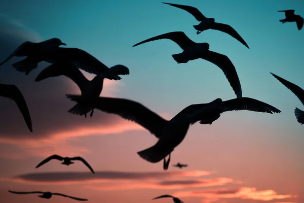 Silhouet Van Meeuwen Een Blauwe Rode Hemel Bij Zonsondergang — Stockfoto