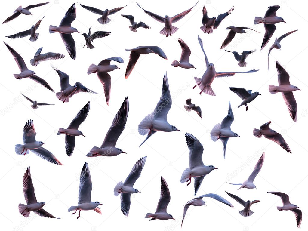 Set of Various flying seagulls isolated on a white background