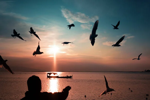 Silhouette Seagulls Sea Man Frame Feeding Seagulls — Stock Photo, Image