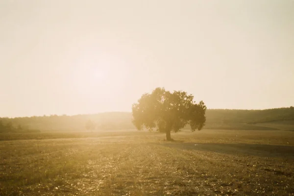 Varredura Filme Uma Árvore Por Sol Campo Com Algum Grão — Fotografia de Stock