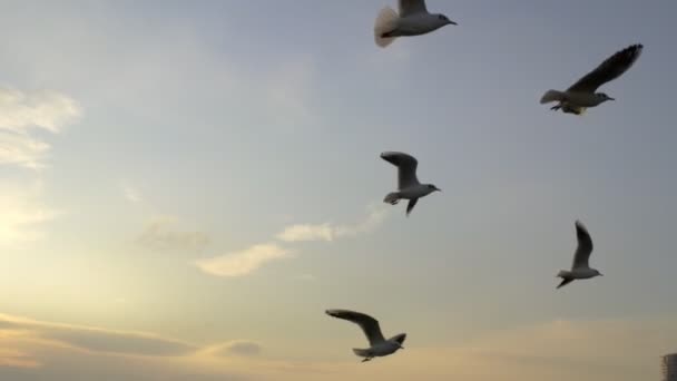 Imágenes Cámara Lenta Gaviotas Silueta Atardecer Bostanli Izmir — Vídeos de Stock