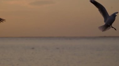 Bostanli İzmir 'de gün batımında martıların yavaş çekim görüntüleri.