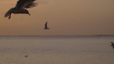 Bostanli İzmir 'de gün batımında martıların yavaş çekim görüntüleri.