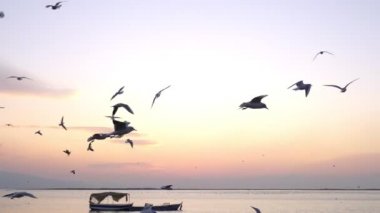 Bostanli İzmir 'de gün batımında martıların yavaş çekim görüntüleri.